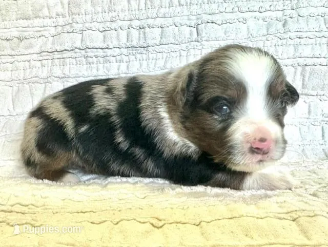 River – Miniature Australian Shepherd puppy for sale in Holland, MI