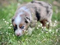 Willow, a female Miniature Australian Shepherd for sale in Holland, MI – 4 of 6