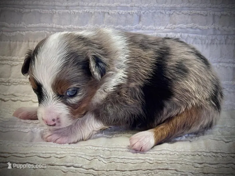 Willow – Miniature Australian Shepherd puppy for sale in Holland, MI