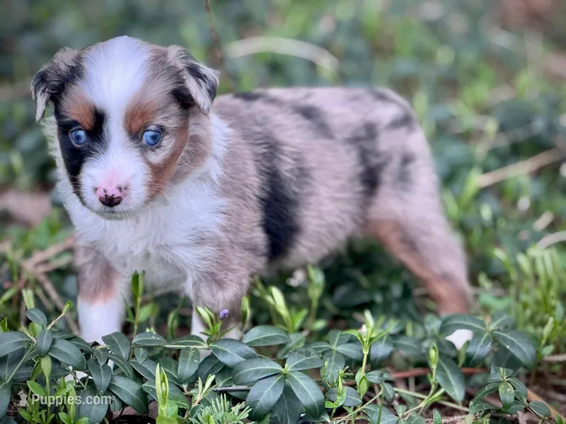 Willow – Miniature Australian Shepherd puppy for sale in Holland, MI