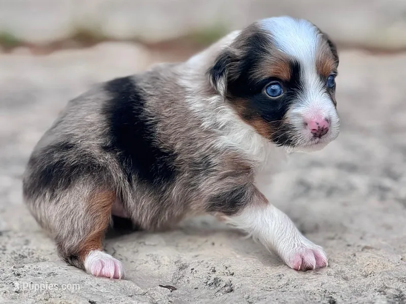 Willow – Miniature Australian Shepherd puppy for sale in Holland, MI