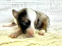 Willow, a female Miniature Australian Shepherd for sale in Holland, MI – Photo 2 of 3