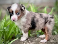 Willow, a female Miniature Australian Shepherd for sale in Holland, MI – 3 of 6