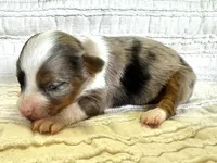 Willow, a female Miniature Australian Shepherd for sale in Holland, MI – Photo 3 of 3