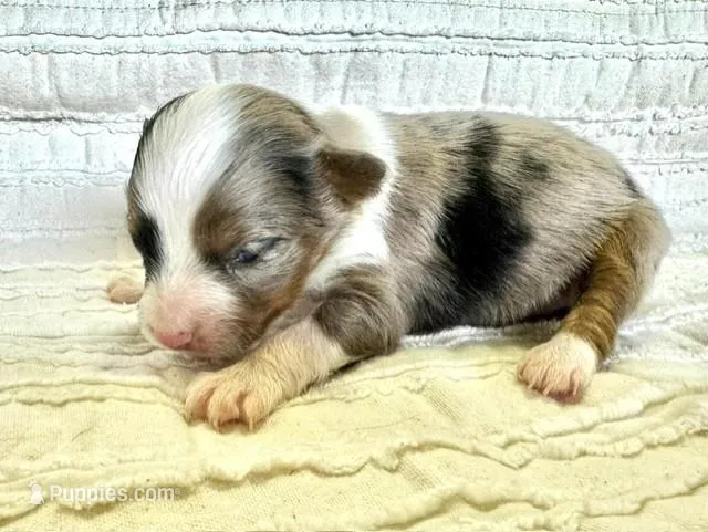 Willow – Miniature Australian Shepherd puppy for sale in Holland, MI