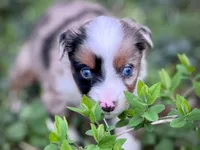 Willow, a female Miniature Australian Shepherd for sale in Holland, MI – 2 of 6