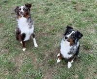 Willow, a female Miniature Australian Shepherd for sale in Holland, MI – 6 of 6
