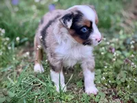 Willow, a female Miniature Australian Shepherd for sale in Holland, MI – 5 of 6