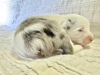 Aspen, a male Miniature Australian Shepherd for sale in Holland, MI – Photo 4 of 4