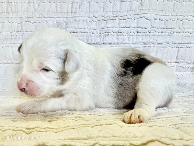 Aspen – Miniature Australian Shepherd puppy for sale in Holland, MI