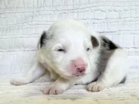 Aspen, a male Miniature Australian Shepherd for sale in Holland, MI – Photo 2 of 4