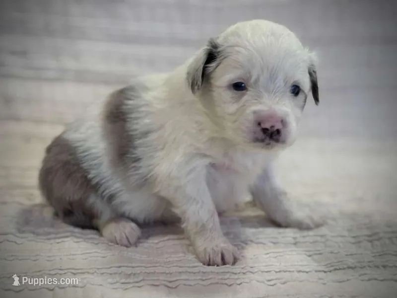 Aspen – Miniature Australian Shepherd puppy for sale in Holland, MI