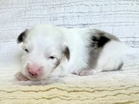 Aspen, a male Miniature Australian Shepherd for sale in Holland, MI – Photo 3 of 4