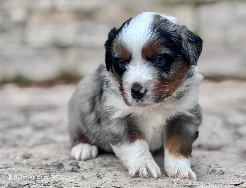 Dakota – Miniature Australian Shepherd puppy for sale in Holland, MI