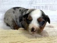 Dakota, a female Miniature Australian Shepherd for sale in Holland, MI – Photo 2 of 2