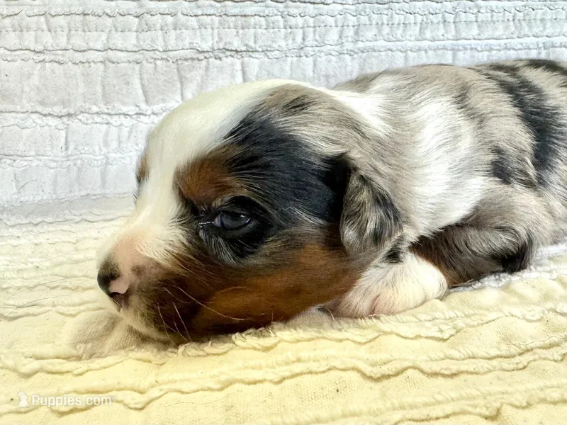 Dakota – Miniature Australian Shepherd puppy for sale in Holland, MI