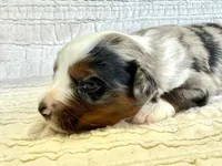 Dakota, a female Miniature Australian Shepherd for sale in Holland, MI – Photo 1 of 2