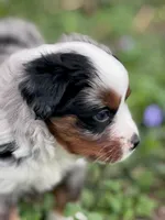 Dakota, a female Miniature Australian Shepherd for sale in Holland, MI – 5 of 8