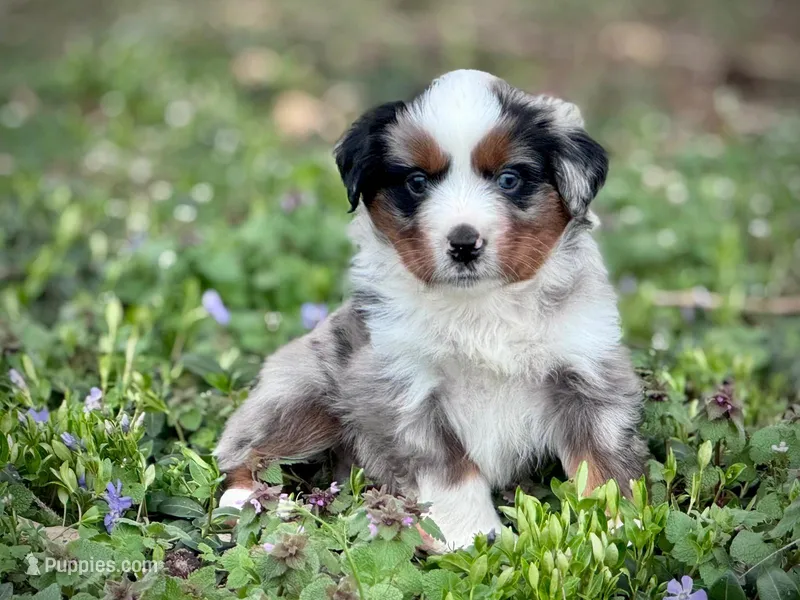 Dakota – Miniature Australian Shepherd puppy for sale in Holland, MI
