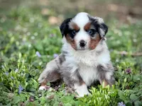 Dakota, a female Miniature Australian Shepherd for sale in Holland, MI – 1 of 8