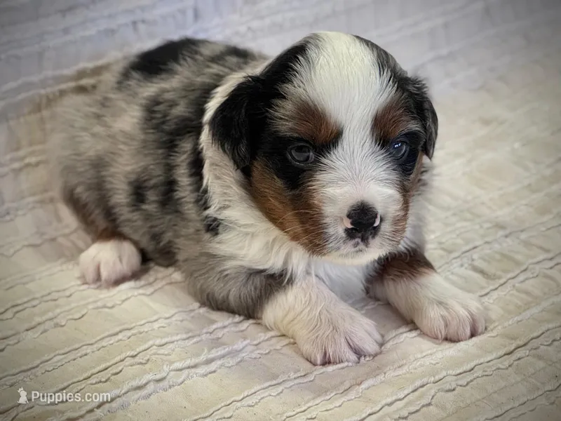 Dakota – Miniature Australian Shepherd puppy for sale in Holland, MI