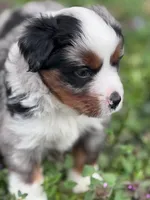 Dakota, a female Miniature Australian Shepherd for sale in Holland, MI – 6 of 8