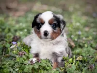 Dakota, a female Miniature Australian Shepherd for sale in Holland, MI – 4 of 8