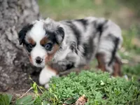 Dakota, a female Miniature Australian Shepherd for sale in Holland, MI – 3 of 8