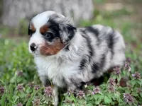 Dakota, a female Miniature Australian Shepherd for sale in Holland, MI – 7 of 8