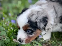 Dakota, a female Miniature Australian Shepherd for sale in Holland, MI – 2 of 8