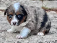 Sierra, a female Miniature Australian Shepherd for sale in Holland, MI – 7 of 7