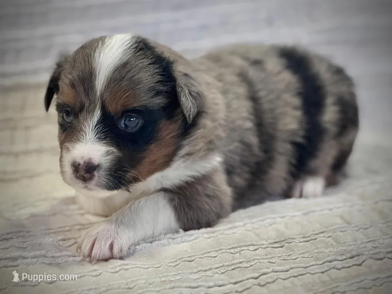 Sierra – Miniature Australian Shepherd puppy for sale in Holland, MI
