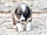 Sierra, a female Miniature Australian Shepherd for sale in Holland, MI – 6 of 7