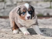 Sierra, a female Miniature Australian Shepherd for sale in Holland, MI – 1 of 7