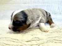 Sierra, a female Miniature Australian Shepherd for sale in Holland, MI – Photo 2 of 3