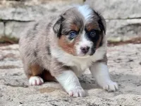 Sierra, a female Miniature Australian Shepherd for sale in Holland, MI – 5 of 7