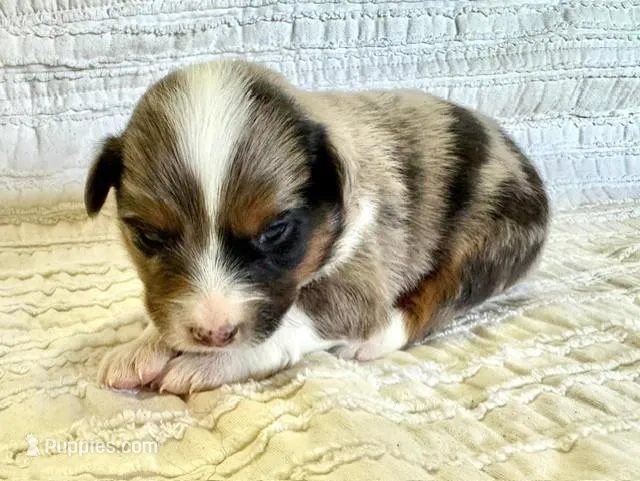 Sierra – Miniature Australian Shepherd puppy for sale in Holland, MI