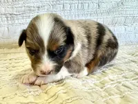 Sierra, a female Miniature Australian Shepherd for sale in Holland, MI – Photo 1 of 3