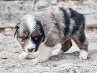 Sierra, a female Miniature Australian Shepherd for sale in Holland, MI – 2 of 7