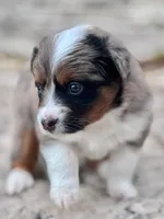 Sierra, a female Miniature Australian Shepherd for sale in Holland, MI – 4 of 7