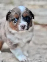 Sierra, a female Miniature Australian Shepherd for sale in Holland, MI – 3 of 7