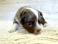 Sierra, a female Miniature Australian Shepherd for sale in Holland, MI – Photo 3 of 3