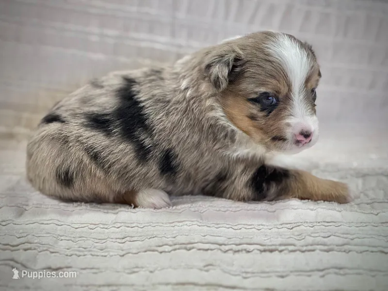 Hazel – Miniature Australian Shepherd puppy for sale in Holland, MI