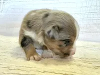 Hazel, a female Miniature Australian Shepherd for sale in Holland, MI – Photo 3 of 3