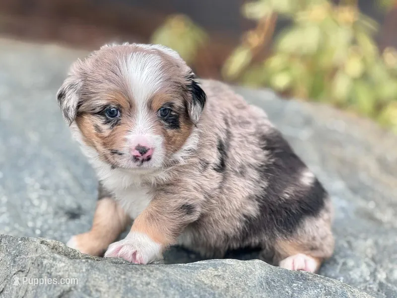 Hazel – Miniature Australian Shepherd puppy for sale in Holland, MI