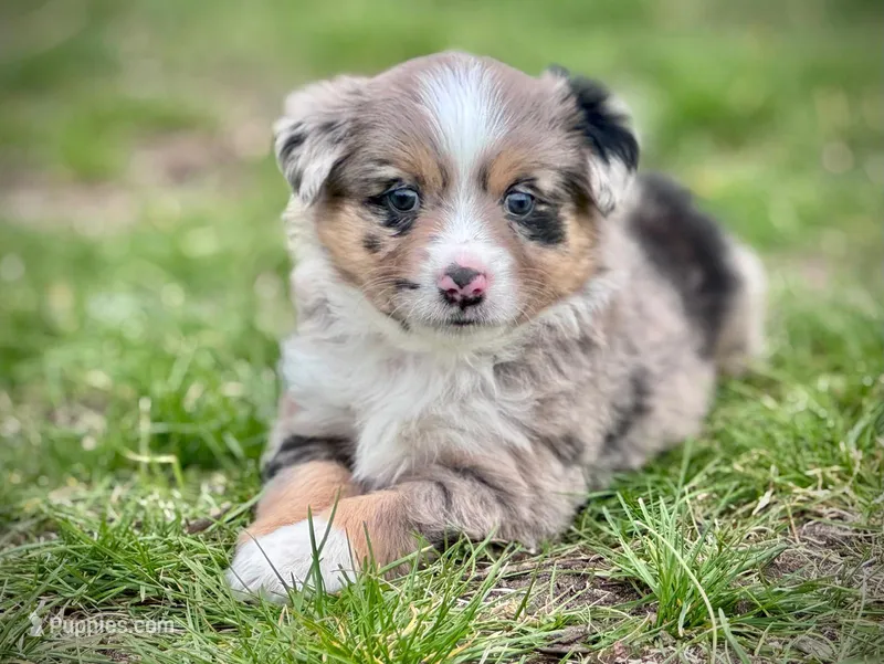 Hazel – Miniature Australian Shepherd puppy for sale in Holland, MI