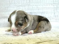 Hazel, a female Miniature Australian Shepherd for sale in Holland, MI – Photo 1 of 3