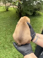 Brandy, a female French Bulldog for sale in Green Bay, WI – 2 of 2