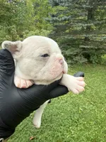 Lola, a female French Bulldog for sale in Green Bay, WI – 3 of 3