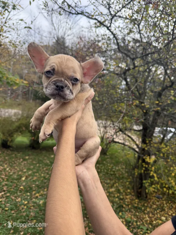 Mello – French Bulldog puppy for sale in Green Bay, WI